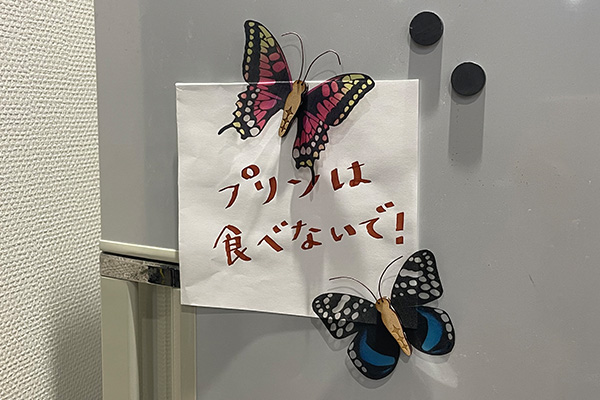 夏休みの自由研究にもってこい！ちょうちょの標本を作ろう！